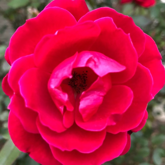 Meet your Posher, La Vera Storia - Picture 4 of 12